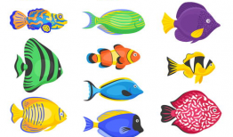 动漫鱼,梦幻海洋的奇幻之旅